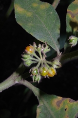 Solanum jamaicense