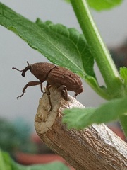 Sphenophorus rusticus