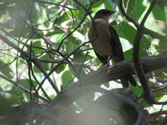 Turdus grayi
