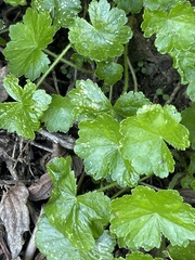 Hydrocotyle mannii