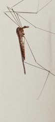 Tipulidae