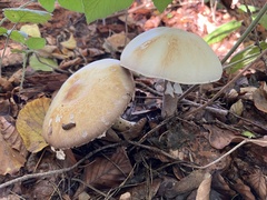 Agaricus sylvicola