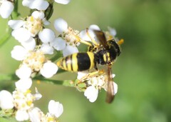 Ancistrocerus