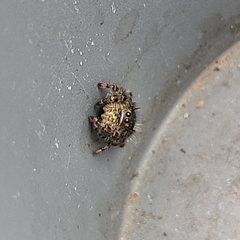 Phidippus