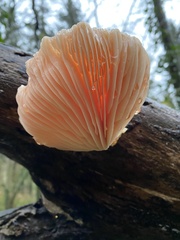 Rhodotus palmatus