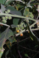 Solanum jamaicense