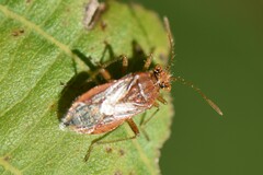 Rhopalus