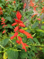Salvia splendens