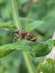 Sphenophorus rusticus