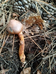 Chroogomphus rutilus