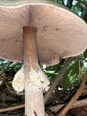 Agaricus sylvicola