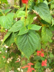 Salvia splendens