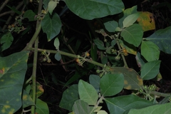 Solanum jamaicense