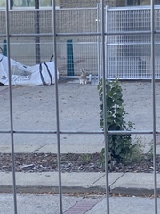 Lepus americanus