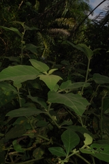 Solanum jamaicense