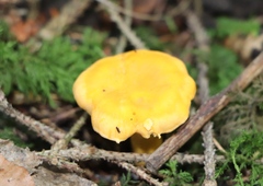 Cantharellus cibarius