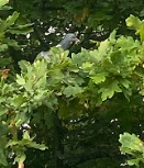 Columba palumbus palumbus