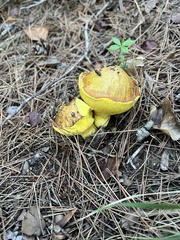 Suillus collinitus