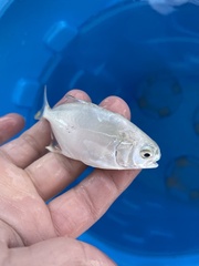Trachinotus carolinus