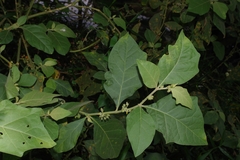 Solanum jamaicense