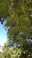 Koelreuteria paniculata