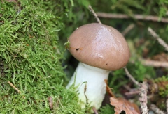 Gomphidius glutinosus