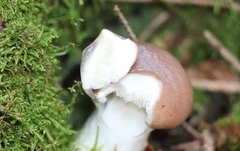 Gomphidius glutinosus