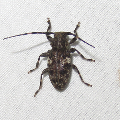 Aegomorphus quadrigibbus