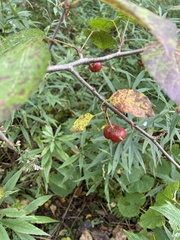 Crataegus punctata