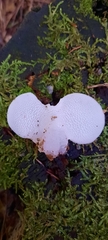 Pseudohydnum gelatinosum