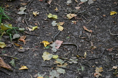 Anguis fragilis