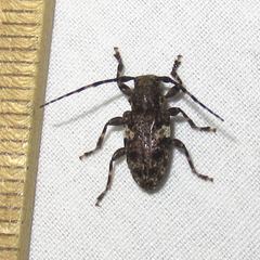 Aegomorphus quadrigibbus