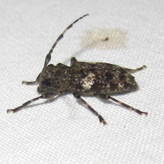 Aegomorphus quadrigibbus