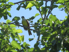 Pitangus sulphuratus