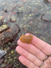 Botrylloides violaceus