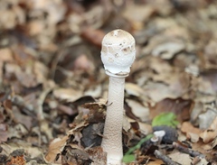 Macrolepiota procera
