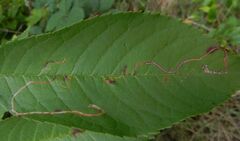 Lyonetia clerkella