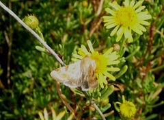 Heliothis peltigera