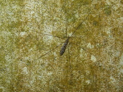 Tipula confusa