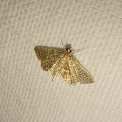 Anageshna primordialis