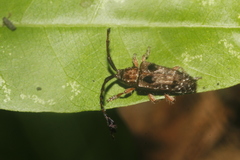 Apechthes mexicanus