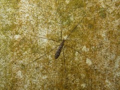 Tipula confusa