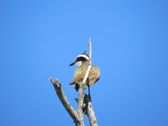 Pitangus sulphuratus