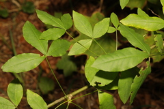 Laburnum anagyroides