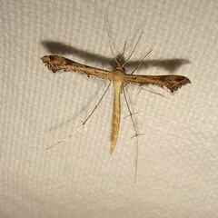Stenoptilodes taprobanes
