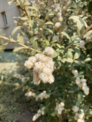 Tarchonanthus littoralis