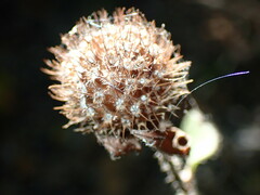 Monarda bradburiana