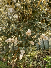 Tarchonanthus littoralis