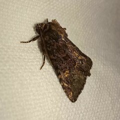 Phosphila turbulenta