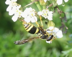Ancistrocerus